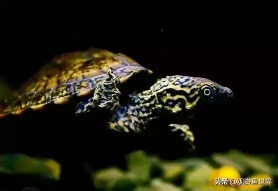 养龟肯定要有水，关于水你又知道多少呢？