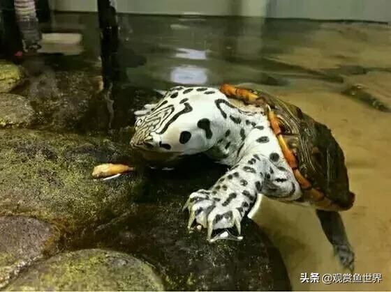 养龟肯定要有水，关于水你又知道多少呢？