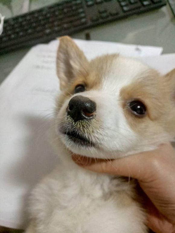 刚买的柯基检测有犬瘟，本可以换一只活泼的，但主人做法让人暖心