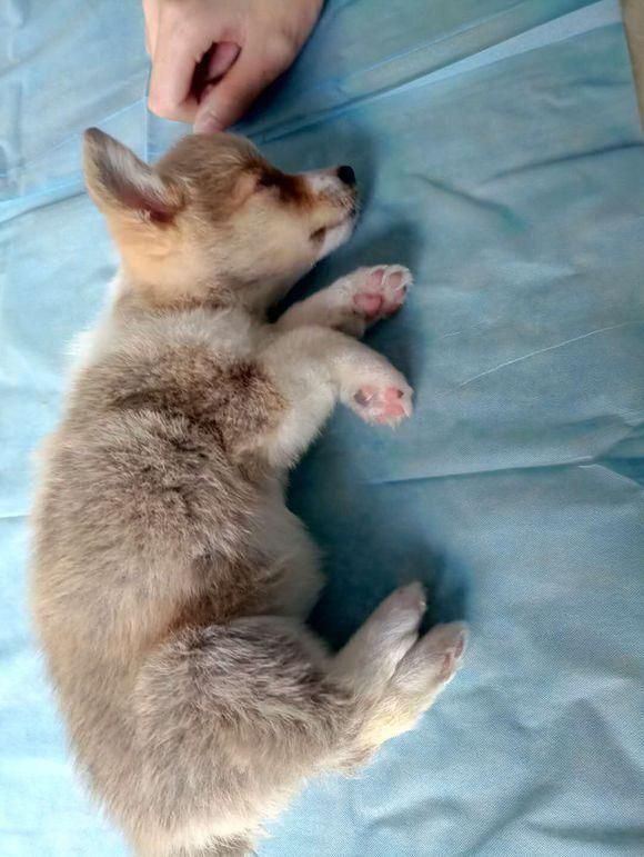 刚买的柯基检测有犬瘟，本可以换一只活泼的，但主人做法让人暖心