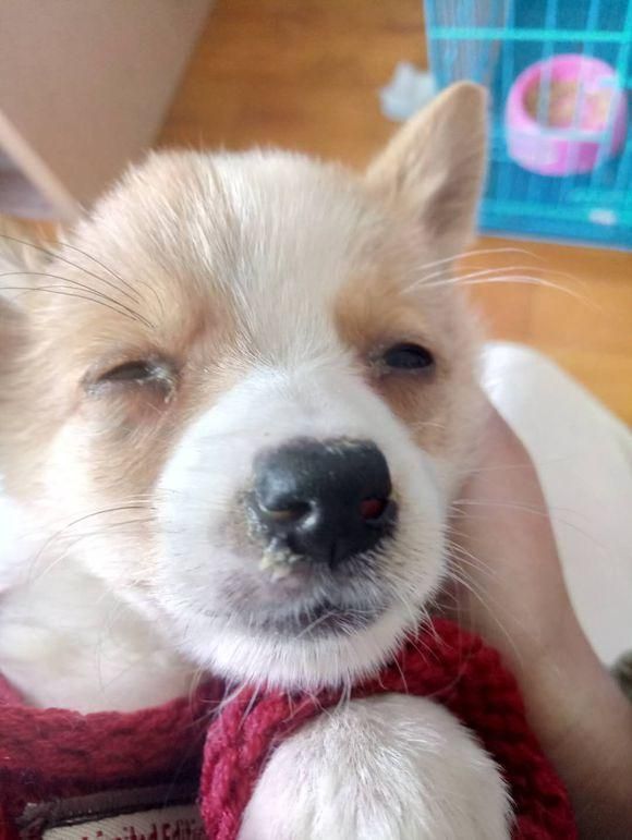 刚买的柯基检测有犬瘟，本可以换一只活泼的，但主人做法让人暖心