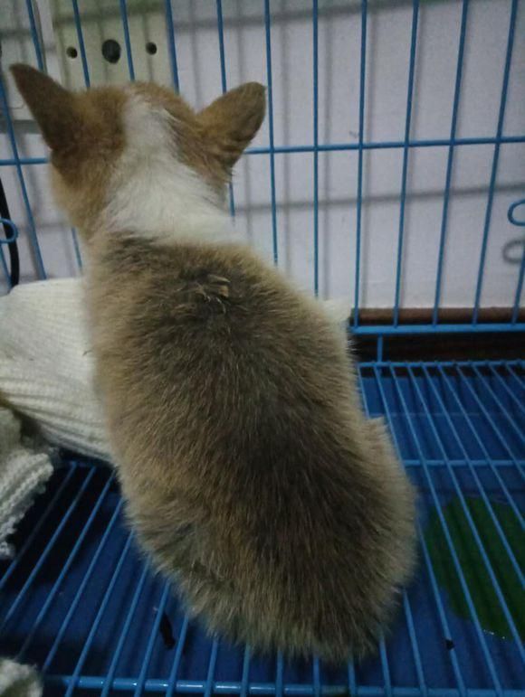 刚买的柯基检测有犬瘟，本可以换一只活泼的，但主人做法让人暖心