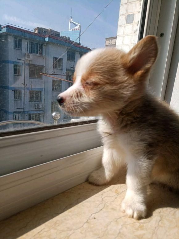 刚买的柯基检测有犬瘟，本可以换一只活泼的，但主人做法让人暖心