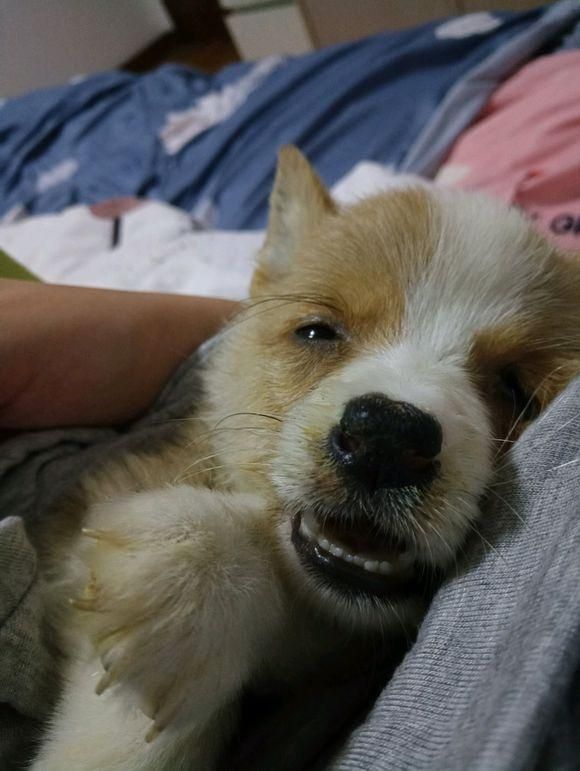 刚买的柯基检测有犬瘟，本可以换一只活泼的，但主人做法让人暖心