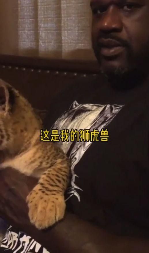 NBA养宠物分为5个等级，汤普森C级，奥尼尔SS级，那SSS级呢
