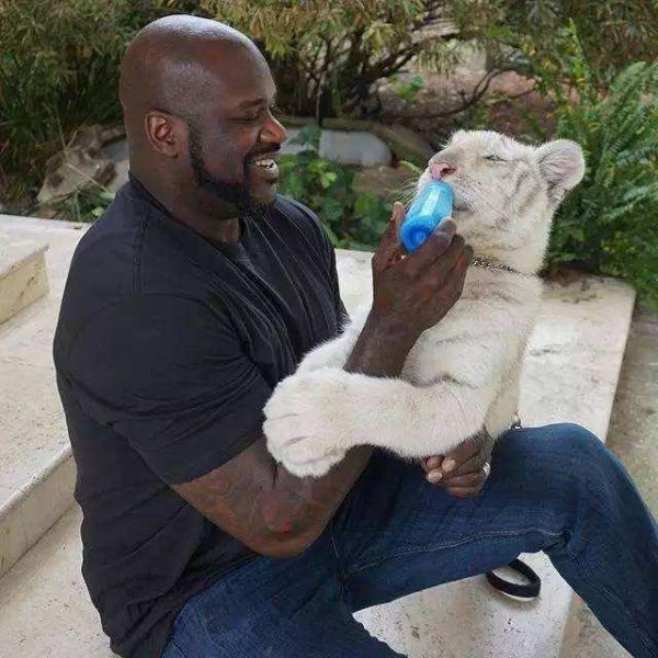 NBA养宠物分为5个等级，汤普森C级，奥尼尔SS级，那SSS级呢