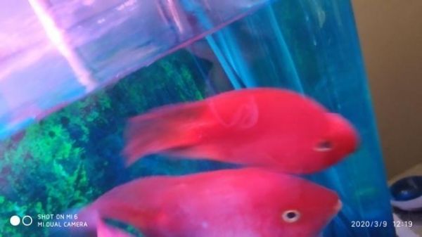 三个治疗观赏鱼疾病的小案例，两缸治愈，一缸基本全部阵亡