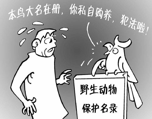 吴之如/漫画 