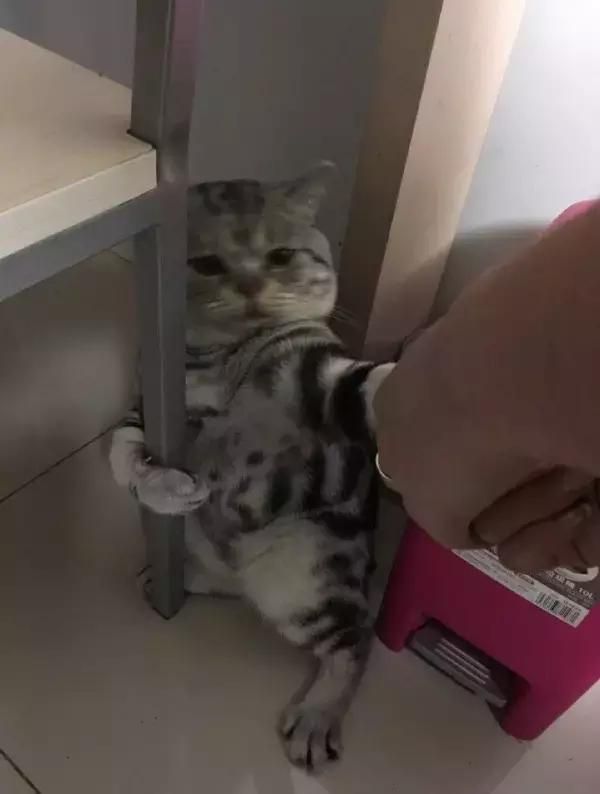 萌宠萌图第1317：被主人拖去洗澡的猫，浑身上下写满了拒绝！