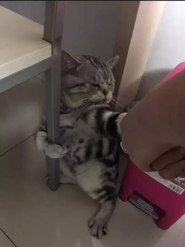 萌宠萌图第1317：被主人拖去洗澡的猫，浑身上下写满了拒绝！
