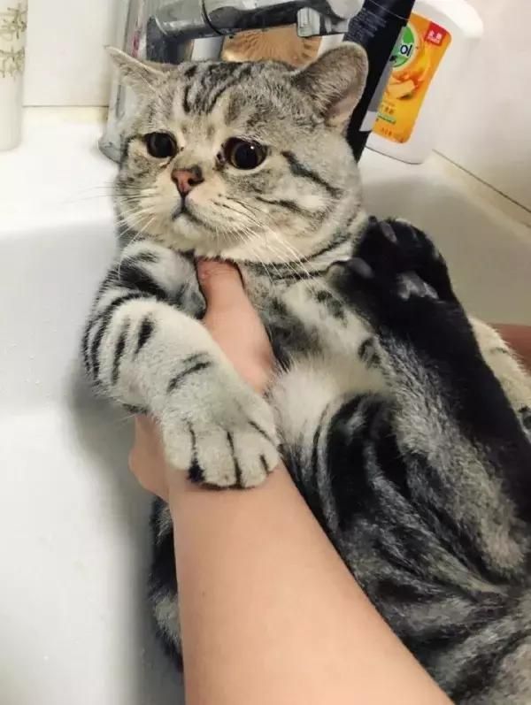 萌宠萌图第1317：被主人拖去洗澡的猫，浑身上下写满了拒绝！