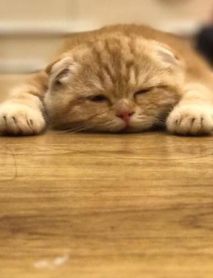 萌宠萌图第1467：热成一条猫，这个猫饼摊的我给满分！