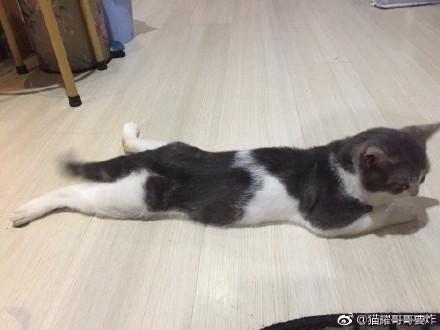 萌宠萌图第1467：热成一条猫，这个猫饼摊的我给满分！