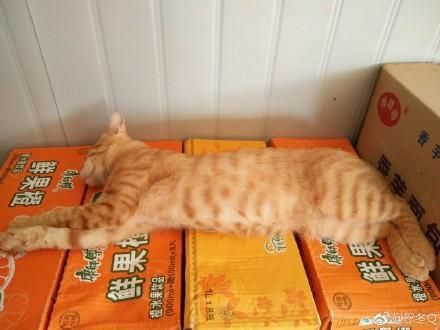 萌宠萌图第1467：热成一条猫，这个猫饼摊的我给满分！