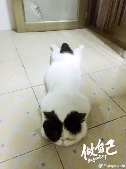 萌宠萌图第1467：热成一条猫，这个猫饼摊的我给满分！