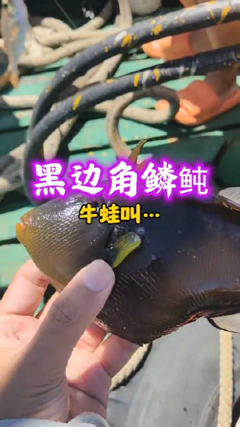 黑边角鳞鲀,又称玻璃炮弹、红尾炮弹,是鳞鲀科角鳞鲀属的热带海水鱼