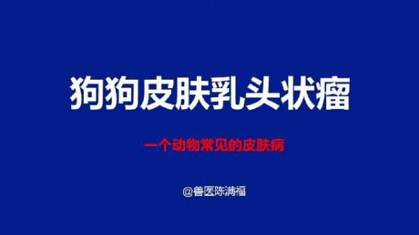 20200629期 兽医陈满福告诉你狗狗皮肤乳头状瘤的知识……