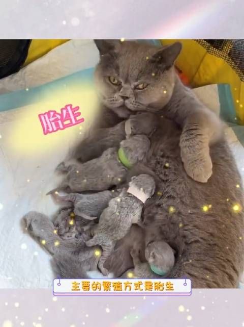 科普视频:猫咪是如何繁殖的?