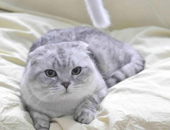 折耳猫常见的疾病及其预防介绍!