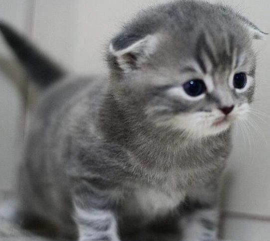 折耳猫常见的疾病及其预防介绍!
