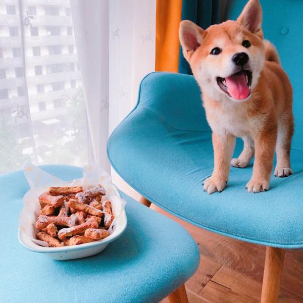 Homemade dog treats 鸡肉全麦蔬菜狗饼干的做法