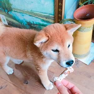 Homemade dog treats 鸡肉全麦蔬菜狗饼干的做法 步骤4
