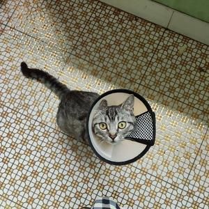 告别冻干，自制健康美味的猫咪小零食的做法 步骤2