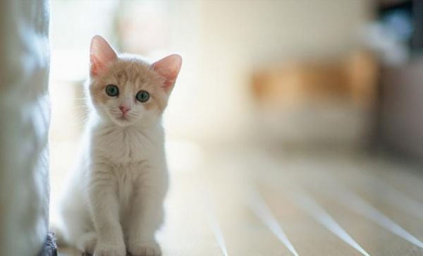 精致猫猫的精致饮食，宠物专家教你如何改善猫咪“玻璃胃”！