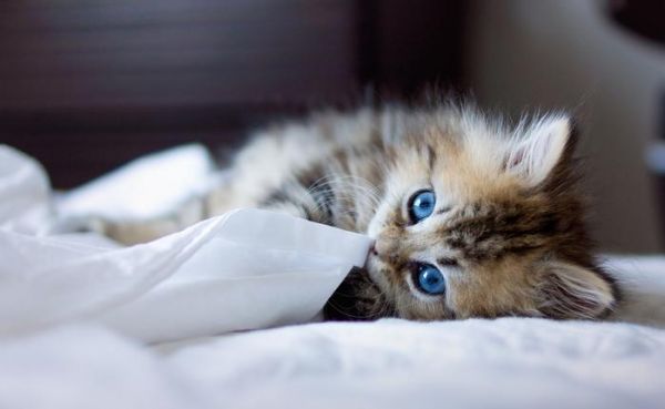 精致猫猫的精致饮食，宠物专家教你如何改善猫咪“玻璃胃”！