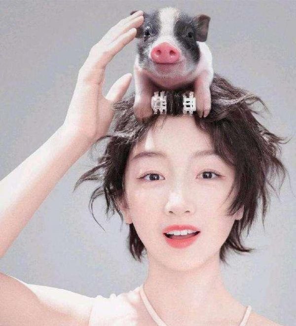 金猪送福！宠物猪憨态可掬爱卖萌，客官要不要考虑来一只？