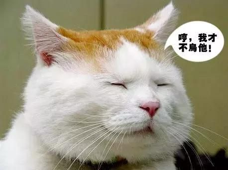 过年回家，不知道宠物托运这些事，够你急的！