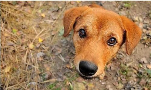 十大性格最温顺的狗狗品种排名：中华田园犬也只是排第四！