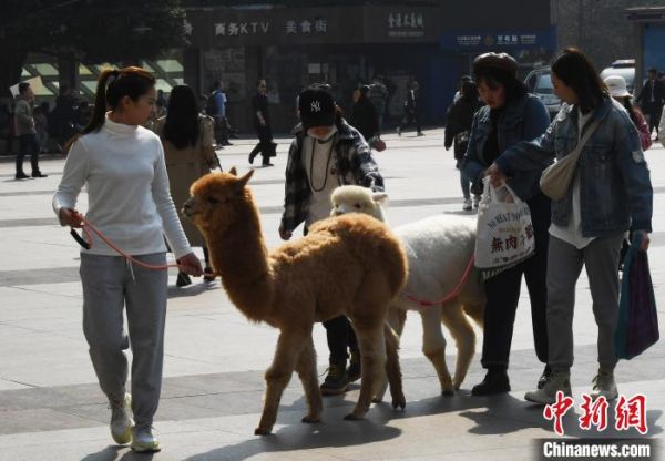 市民牵着羊驼逛街。　陈超 摄