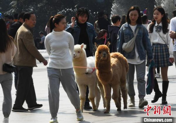 市民牵着羊驼逛街吸引民众目光。　陈超 摄
