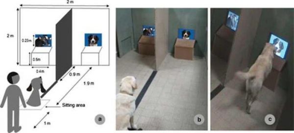 狗狗是否知道自己是狗? 它们知不知道自己与其他种类的的区别?