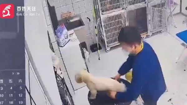 江苏一宠物医院被曝粗暴摔打宠物狗 医院:当事员工年轻气盛