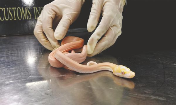     旅客行李中查获活体宠物蛇    本报通讯员何璐璐 摄