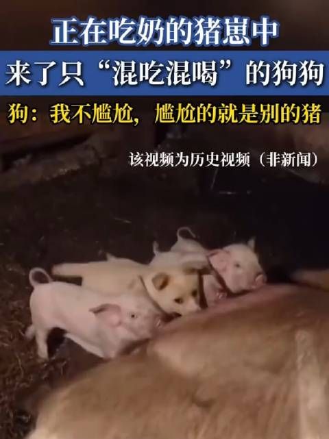 正在吃奶的猪崽中，来了只“混吃混喝”的狗狗