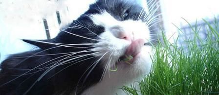 猫咪是纯肉食动物？该让你家猫咪吃点草了！