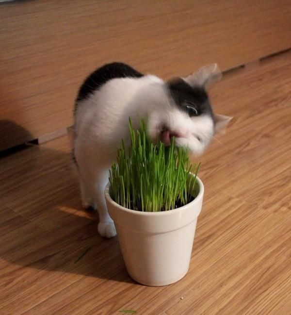 猫咪是纯肉食动物？该让你家猫咪吃点草了！