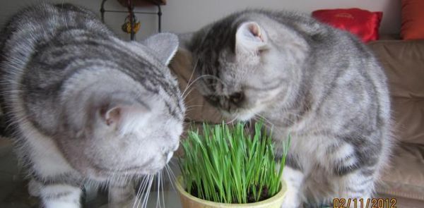 猫咪是纯肉食动物？该让你家猫咪吃点草了！