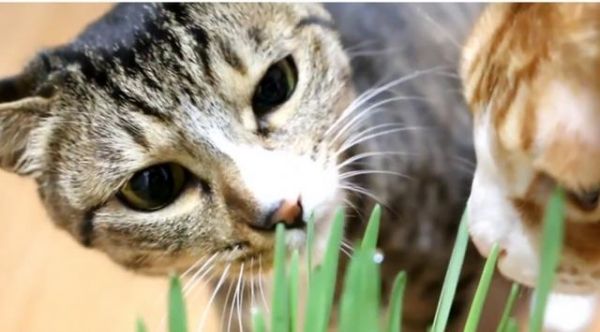 猫咪是纯肉食动物？该让你家猫咪吃点草了！