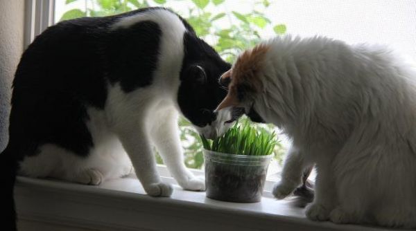 猫咪是纯肉食动物？该让你家猫咪吃点草了！