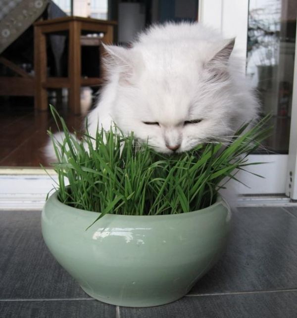 猫咪是纯肉食动物？该让你家猫咪吃点草了！