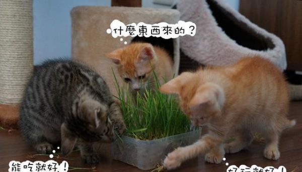 猫咪是纯肉食动物？该让你家猫咪吃点草了！