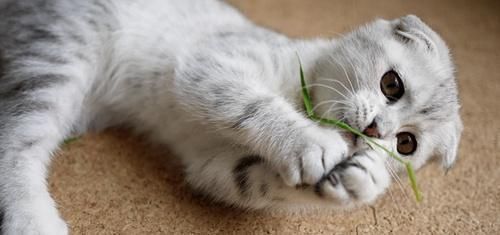 猫咪是纯肉食动物？该让你家猫咪吃点草了！