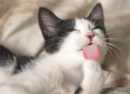 猫咪是纯肉食动物？该让你家猫咪吃点草了！