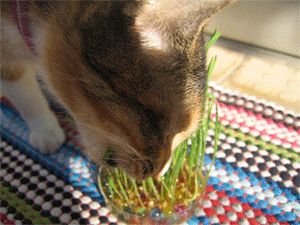 猫咪是纯肉食动物？该让你家猫咪吃点草了！