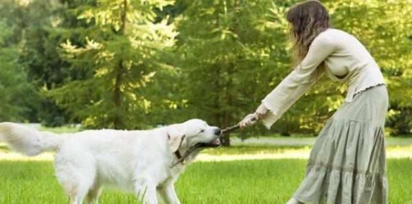 带金毛犬运动的好处（以宠物为主，让生活更健康）