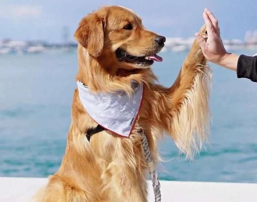 带金毛犬运动的好处（以宠物为主，让生活更健康）